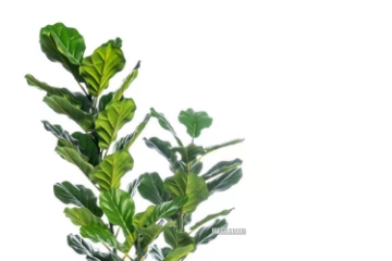 Picture of ARTIFICIAL PLANT Thick Branch Fiddle Leaf (120/150cm)