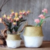 Picture of Seagrass Belly Basket/ Floor Planter/ Storage Belly Basket in White & Natural Two Tone Color Large Size 
