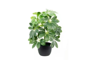 Picture of ARTIFICIAL PLANT 266-272 50cm