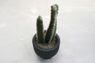 Picture of ARTIFICIAL Duo Cereus Acanthocereus Cactus Potted Plant - Each