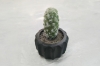 Picture of ARTIFICIAL Round Cactus Potted Plant - Set of 4 