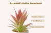 Picture of Set of 6 - ARTIFICIAL Gradient Succulent Plants with Cement Pots