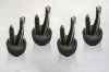 Picture of ARTIFICIAL Duo Cereus Acanthocereus Cactus Potted Plant (3"x7")