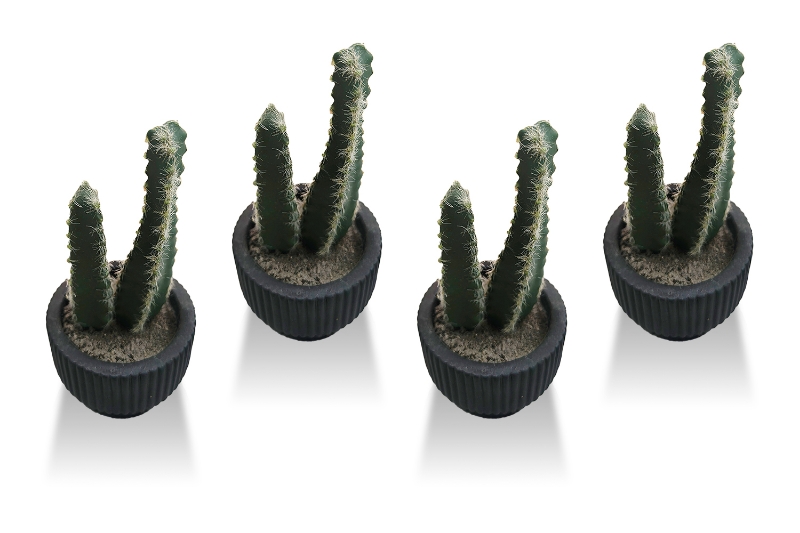 Picture of ARTIFICIAL Duo Cereus Acanthocereus Cactus Potted Plant - Set of 4 