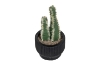 Picture of ARTIFICIAL Duo Cereus Acanthocereus Cactus Potted Plant (3"x7")