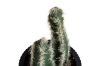 Picture of ARTIFICIAL Duo Cereus Acanthocereus Cactus Potted Plant - Set of 4 