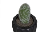 Picture of ARTIFICIAL Round Cactus Potted Plant (4"x6")  