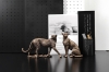 Picture of Cheetah Statue Decor (Sitting)